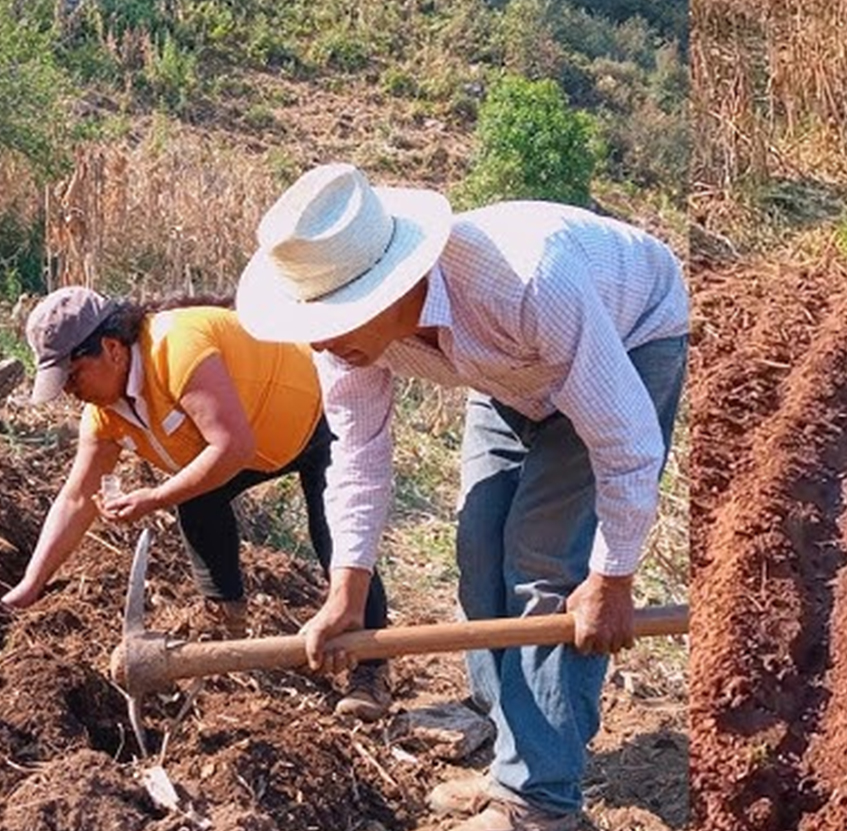 Campo en San Manuel, Parral